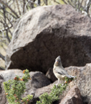 Pyrrhuloxia 4845